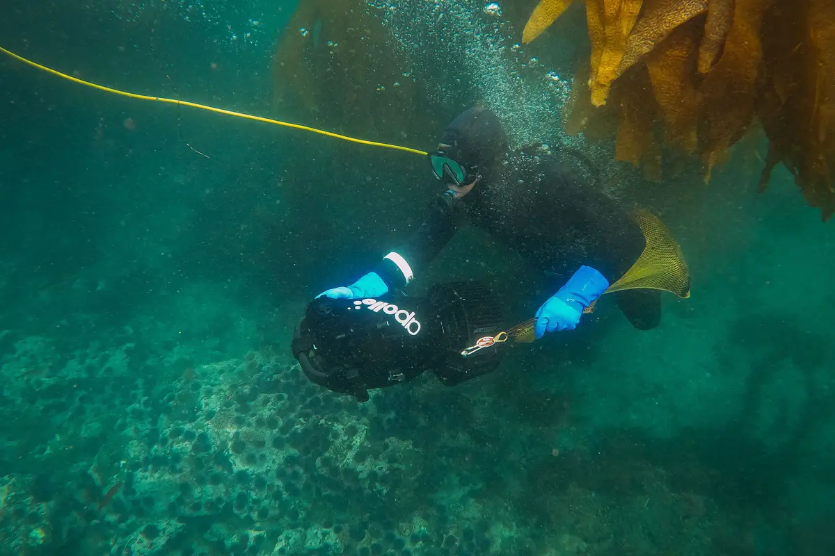 A diver in a black wetsuit and blue gloves gripping a handheld underwater scooter beside a kelp forest, with a yellow line trailing behind
